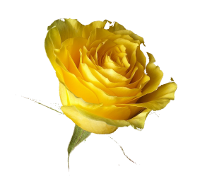 yellow-rose-1