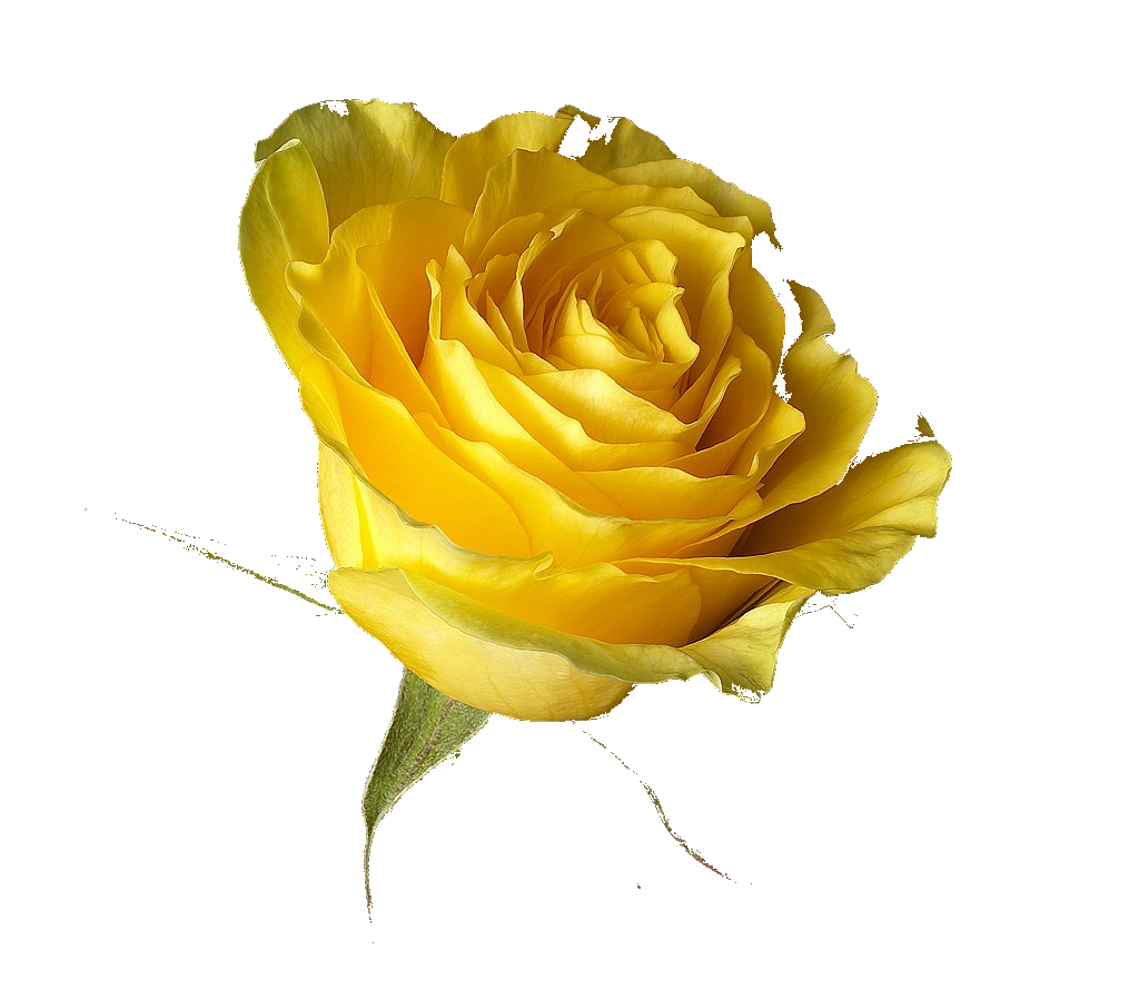 The Zonta Rose Zonta Club of Rochester